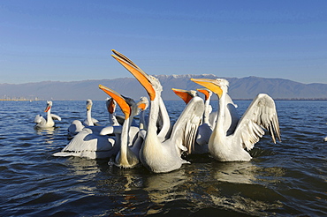 Dalmatian pelican group of Dalmatian pelicans in water portrait Macedonia Greece