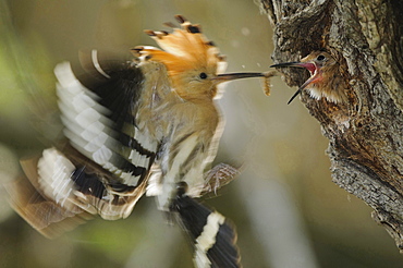 hoopoe hoopoe with food flying in front of the nesting hole feeding young portrait