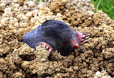 common Eurasian mole