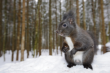 red squirrel red squirrel sitting upright in snow in forest portrait