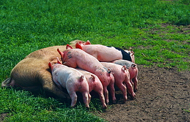 domestic pig domestic pig
