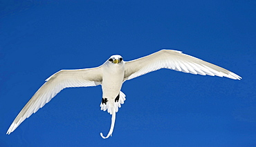 yellow-billed tropic bird or white-tailed tropic bird flying before blue sky front view Seychelles Indian Ocean Animals