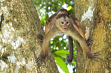 white-fronted capuchin monkey on tree front view Amazon basin Peru South America Animals