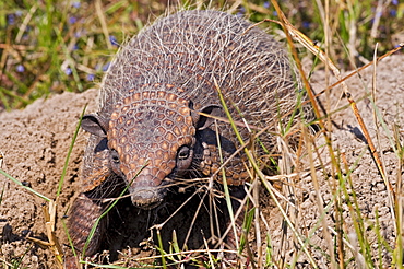 six-banded armadillo between mound of earth front view Pantanal Brazil South America Animals