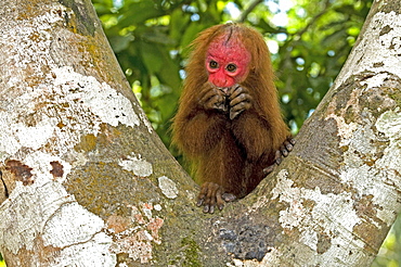 red bald uakari or bald-headed uakari sitting on tree South America Animals