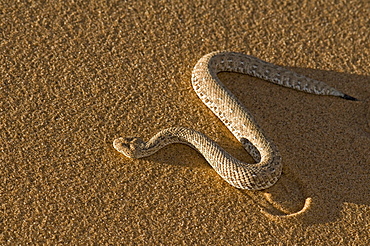 dwarf puff adder sidewinder snake moving on sand view from above Namib desert Namibia Africa