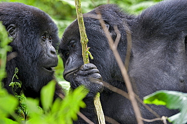 mountain gorilla Two Gorillas communicating Virunga Mountains Rwanda Africa