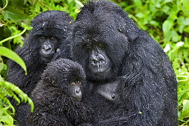 mountain gorilla Female Gorilla with young Virunga Mountains Rwanda Africa