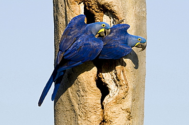 blue macaw or hyacinth macaw pair sitting on trunk Brazil South America Animals