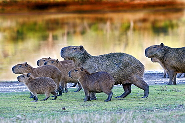 capybara group herd side view Brazil South America Animals