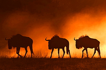 blue wildebeest or Common Wildebeest three wildebeests at sunrise contre-jour Kgalagadi National Park South Africa South Africa Africa Animals