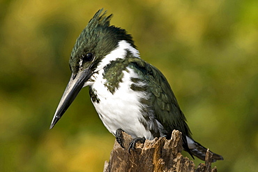 Amazon kingfisher female sitting Pantanal Brazil Brazil South America America Animals