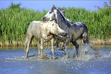 Camargue horse male horses fighting in ocean water Saintes-Maries-de-la-Mer Camargue France