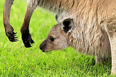 Western grey kangaroo Western grey kangaroo mother with young sitting in grass portrait close up view Cleland Wildlife Park South Australia Australien