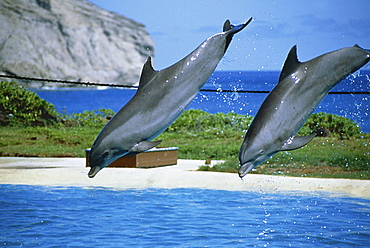 bottle-nosed dolphin dolphin show Sea Life Park Hawaii USA