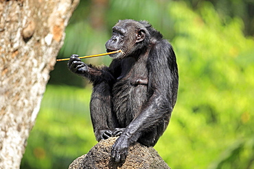 chimpanzee chimpanzee sitting eating on rock portrait Africa