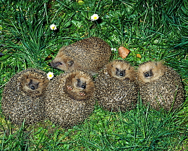 Western European hedgehog five young hedgehogs lying snoozing in the grass Saxony Germany