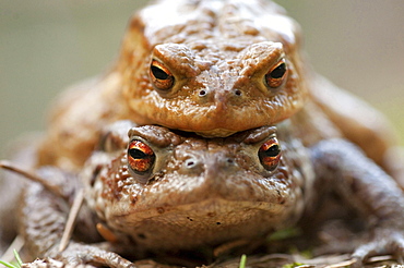 common toad close up toads mating Black Forest Germany Animals