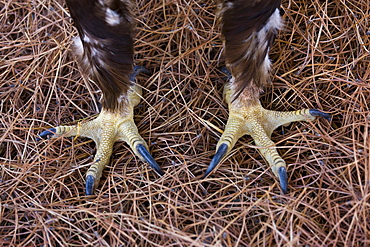 Spanish imperial eagle imperial eagle detail feet claws Andalusia Spain Animals