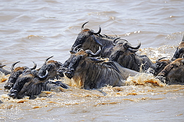 wildebeest or brindled gnu wildebeest herd on migration crossing Mara River Masai Mara National Park Kenya Africa Animals Nature