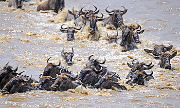 wildebeest or brindled gnu wildebeest herd on migration crossing Mara River Masai Mara National Park Kenya Africa Animals Nature