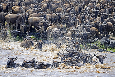 wildebeest or brindled gnu wildebeest herd on migration crossing Mara River Masai Mara National Park Kenya Africa Animals Nature