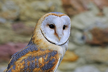 barn owl barn owl portrait