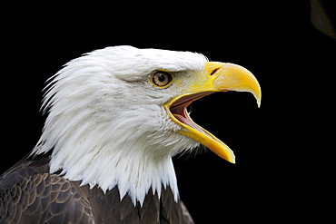 bald eagle bald eagle calling head portrait Animals