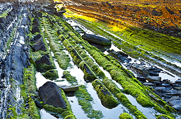 parallel rock formations on sea shore in tidal zone of sea outdoors La Rasa Mareal flysch cliffs algae alga algal growth Basque Country Spain Europe