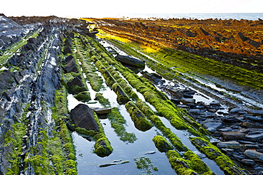 parallel rock formations on sea shore in tidal zone of sea outdoors La Rasa Mareal flysch cliffs algae alga algal growth Basque Country Spain Europe