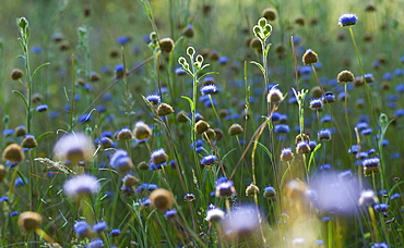 flowers flowering light blue in spring in the Monfrague National Park outdoors horizontal format blur Extremadura Spain Europe