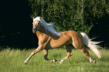 horse Haflinger stallion name: Steintanzer on pasture Pony Park Padenstedt Germany Europe