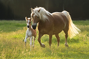 horse Haflinger mare and foal on pasture Pony Park Padenstedt Germany Europe