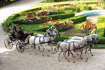 horse Arabian Arab horse mares team of horses historical national stud Babolna Hungary Europe