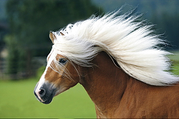 horse Haflinger stallion running portrait stud Fohlenhof Ebbs Germany Europe