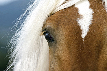 horse Haflinger stallion eye portrait stud Fohlenhof Ebbs Germany Europe