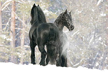 horse Friesian Frisian two stallions names: Legolas and Aramis on snow winter Germany Europe