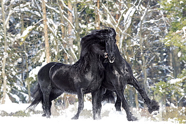 horse Friesian Frisian two stallions names: Legolas and Aramis playing on snow winter Germany Europe