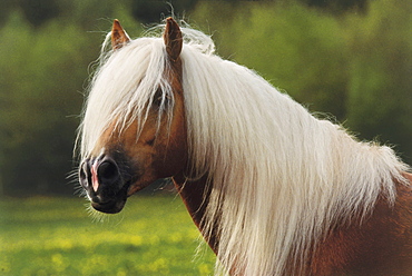 horse Haflinger stallion name: Weltwind portrait Pony Park Padenstedt Germany Europe