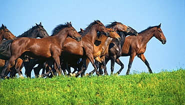 horse Maremmano horse herd nature park of Maremma Tuscany Italy Europe