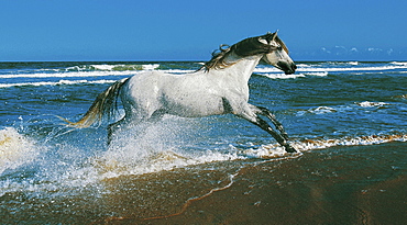 horse Lusitano stallion name: Ibernil galopping on the beach sea Picadero Roche Spain Europe