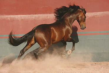 horse Lusitano stallion stud Las Morerias Mexico America