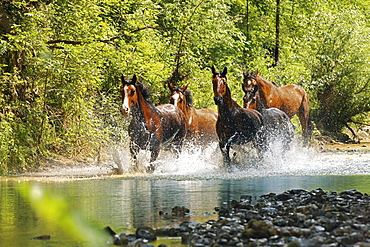 horse Maremmano horse herd nature park of Maremma Tuscany Italy Europe