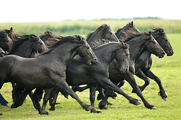 horse Friesian Frisian herd of young stallions on the marsh meadows Netherlands Europe