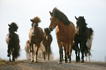 horse Icelandic horse horses at the roadside Iceland Europe