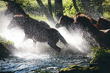 horse Icelandic horse horses herd crossing brook stud Der Wiesenhof Germany Europe