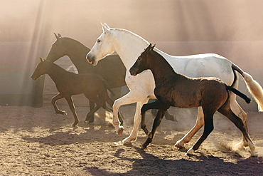 horse Lusitano two mares with foals stud Las Morerias Mexico America