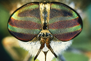 horse fly