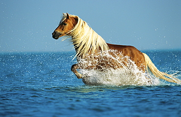 horse Haflinger stallion name: Smudo running in water sea North Sea Pony Park Padenstedt Germany Europe