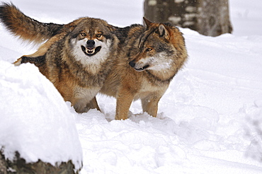 European wolf wolf in deep snow winter snarl Animals